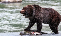 Bär mit Lachs, Haines, Alaska 2017 (cani68)