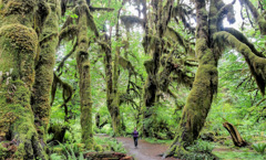 Hoh Rain Forest, Olympic National Park, Washington 2016 (Hillbilli)